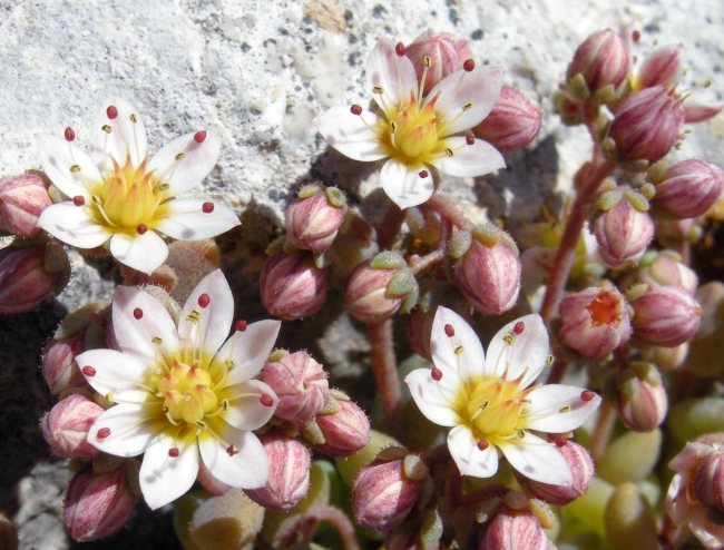 Sedum dasyphyllum / Borracina cinerea